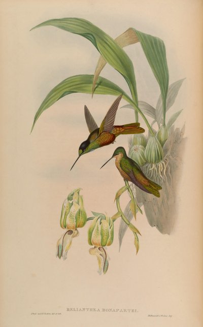Helianthea bonapartei by John Gould